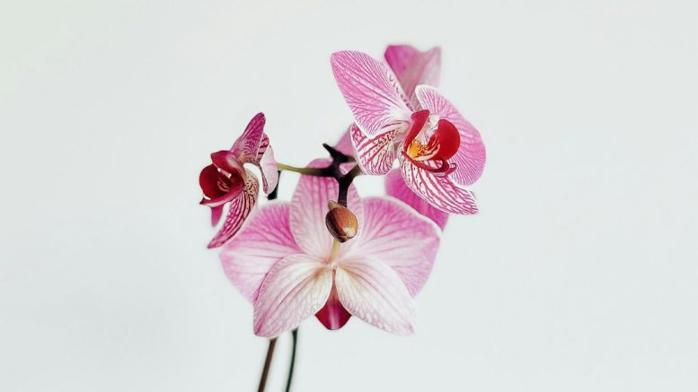Écorce de pin ou sphaigne : quel substrat pour votre phalaenopsis ?